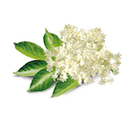 fleurs et feuilles de pêcher